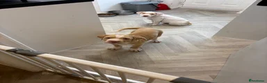 Mixed Breed Puppy 2