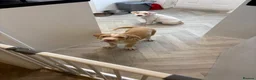 Mixed Breed dogs for sale: American bulldog x staff pups  **   in Manchester - Advert 3