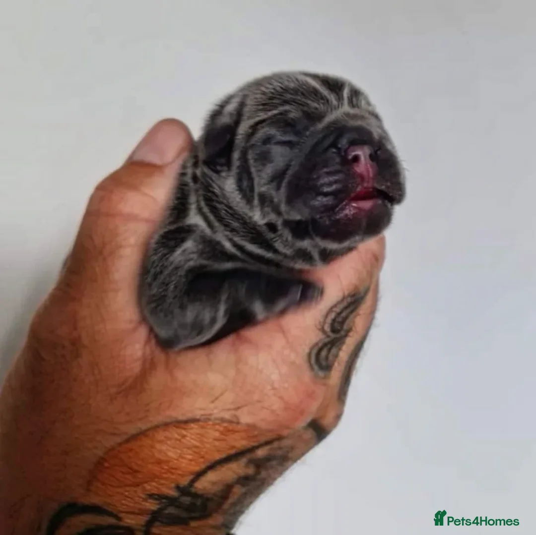 French Bulldog dogs for stud: ** RogueRoyales Zeus ** Fully Suited Lilac Merle  in Wolverhampton - Advert 9