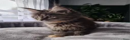 Maine Coon cats for sale: TICA REG. MAINE COON KITTENS  - Advert 17