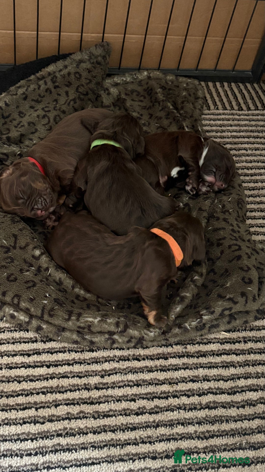 Cocker Spaniel dogs for stud: PROVEN chocolate working cocker spaniel for stud  in Cockermouth - Image 12