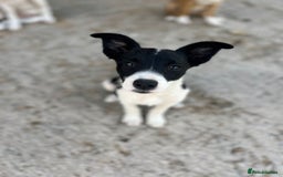 Border Collie dogs for sale: Border collie puppies.  - Image 2