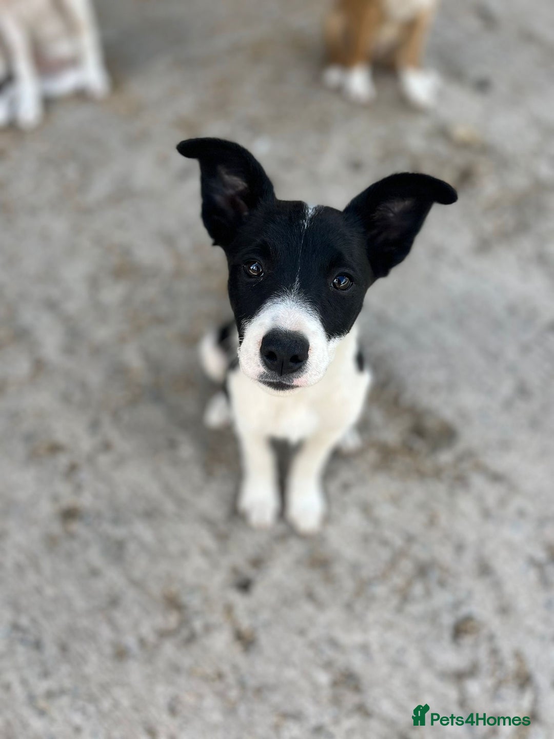 Border Collie dogs for sale: Border collie puppies.  - Image 2
