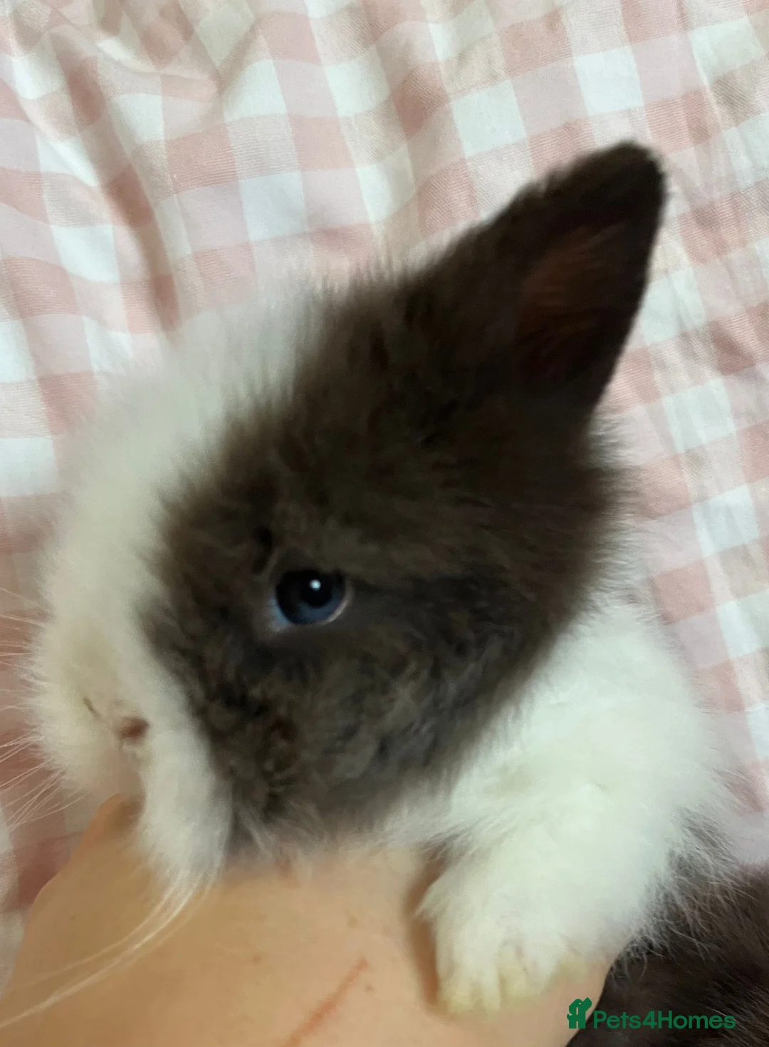 Lionhead rabbits for sale: Baby Lionheads Ready 3rd March - Advert 5