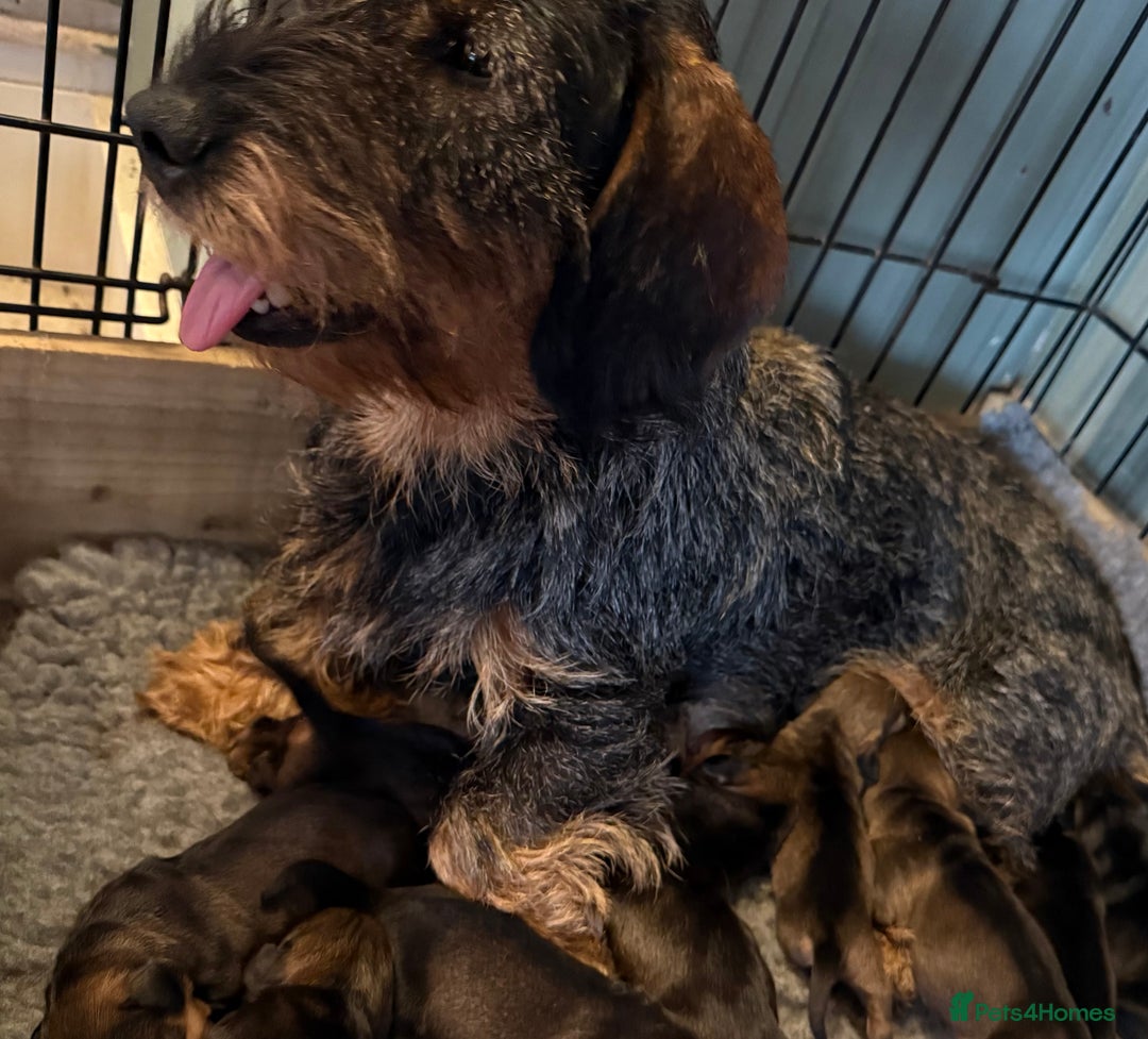 Dachshund dogs for sale: Gorgeous dachshund boys - Advert 4