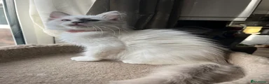 Ragdoll Kitten 5