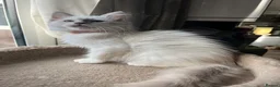 Ragdoll cats for sale: ❤️ Gorgeous ragdoll kittens ready now  ❤️ - Advert 8