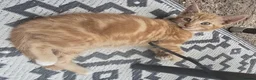 Mixed Breed cats for sale: Gorgeous Kittens Ready NOW! - Advert 6