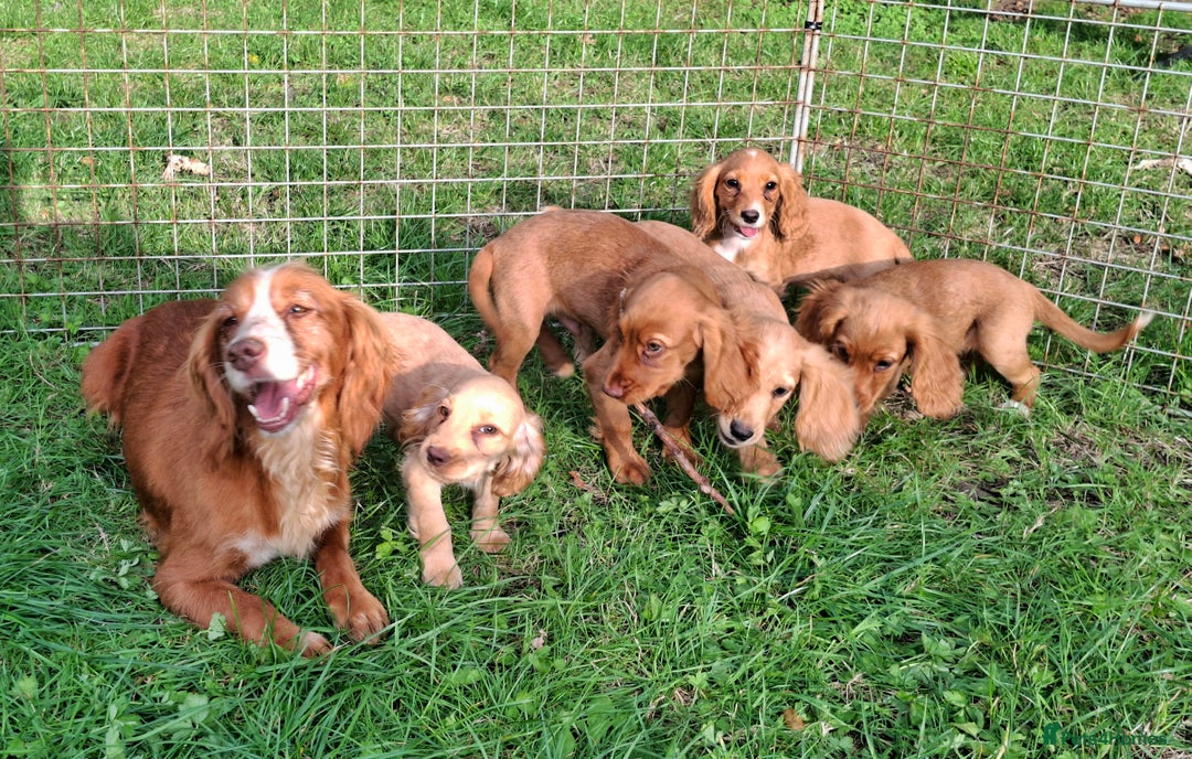 Cocker Spaniel dogs for sale: Working type cocker spaniel boys - Image 15