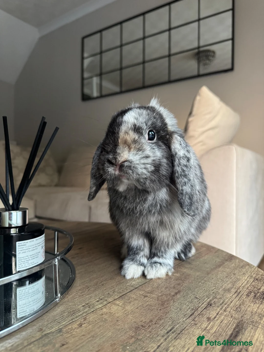Mini Lop rabbits for sale: Pablo the Holland lop.  in Stevenage - Advert 2