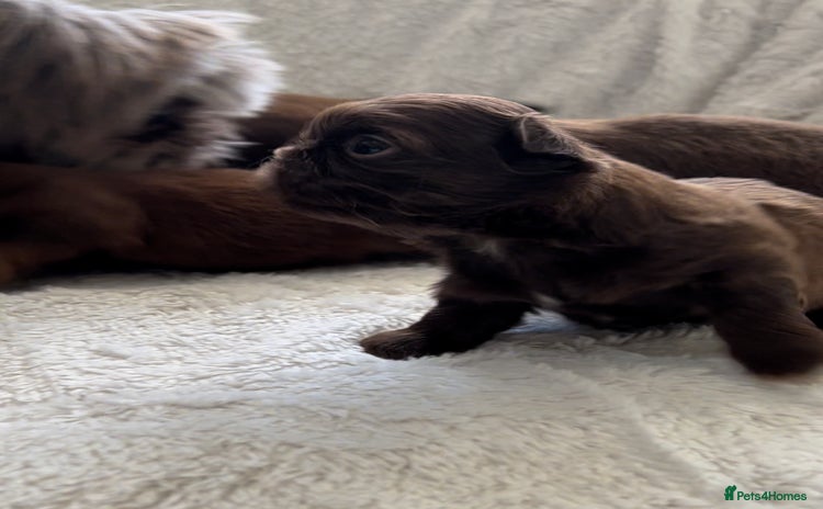 Shih Tzu dogs - Advert 2