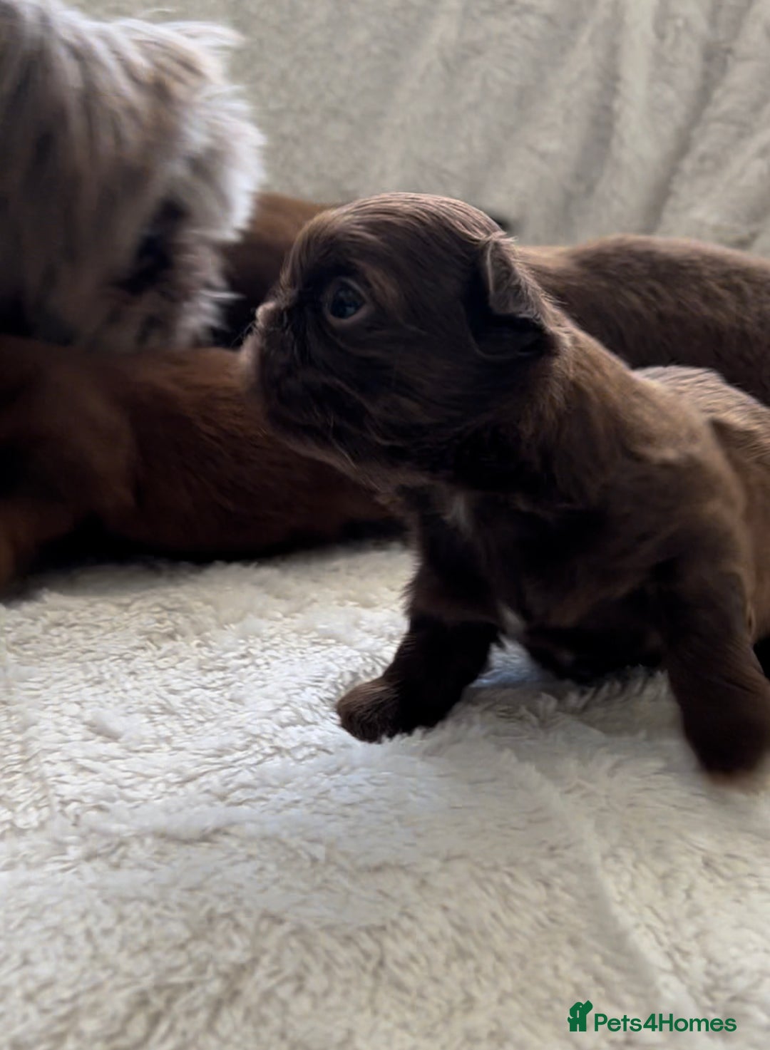 Shih Tzu dogs for sale: kC Imperial Shih tzu Ready now only 1 girl left  - Advert 15