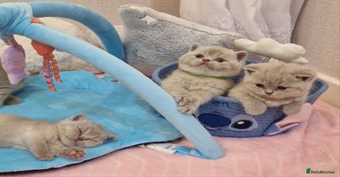 British Shorthair cats - Advert 15