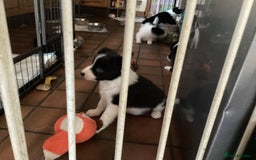 Border Collie dogs for sale: Border Collie pups - Image 6