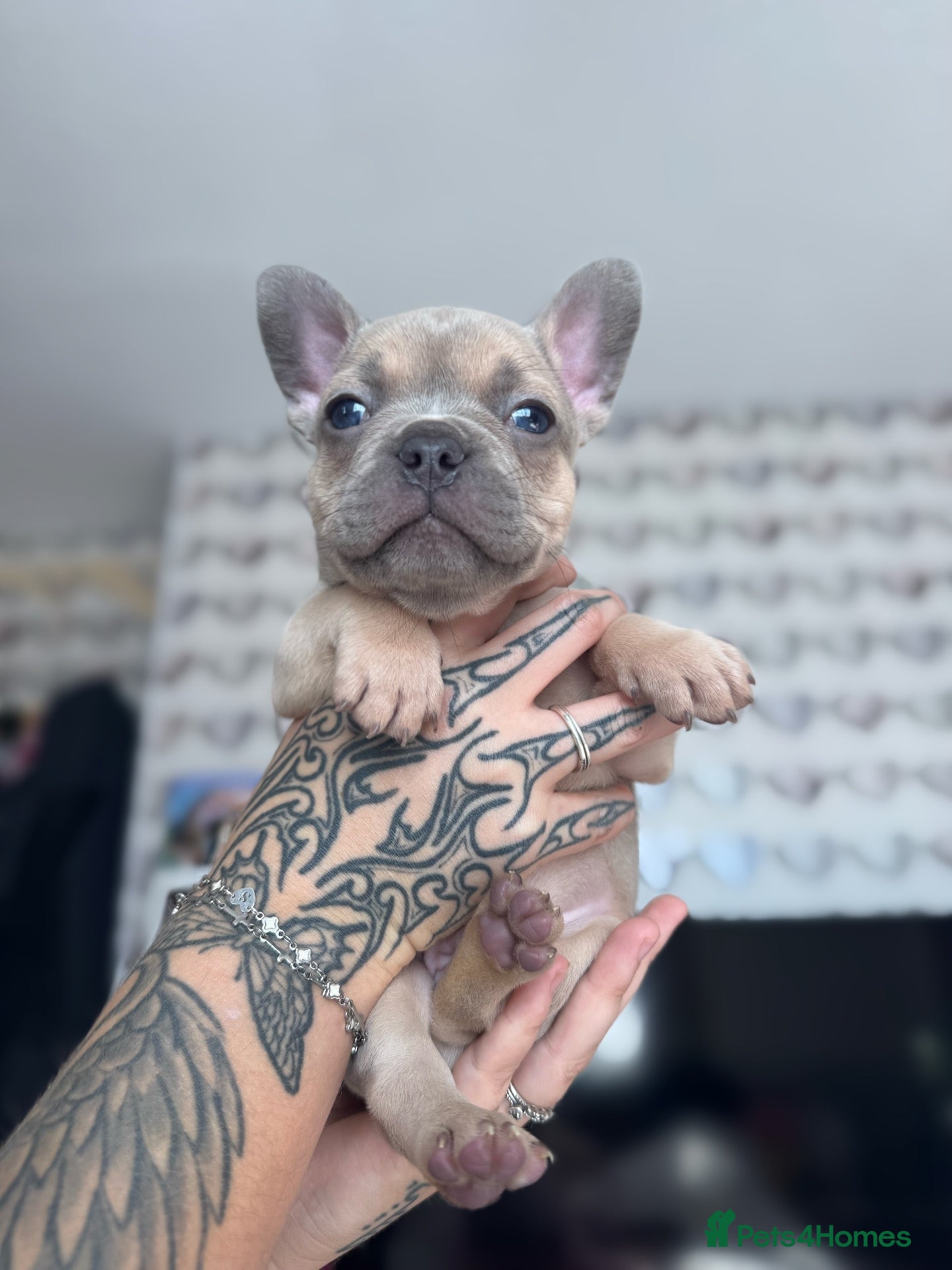 French Bulldog dogs 3 chunky French bulldog puppies 😍 🐶  - Advert 15
