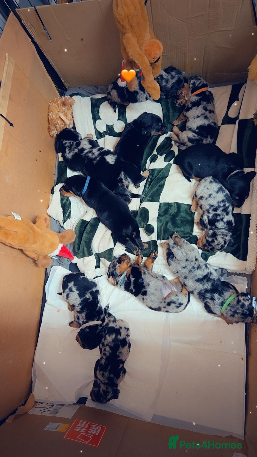 Mixed Breed dogs Dashweiler Puppies.!♡  - Advert 1