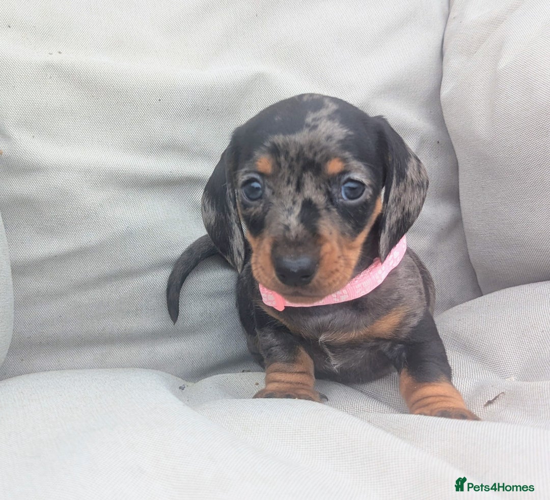 Miniature Dachshund dogs for sale: KC Registered miniature Dachshund Puppies - Image 9