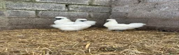 Chickens poultry for sale: Silkie breeding pair  in Cairndow - Advert 5