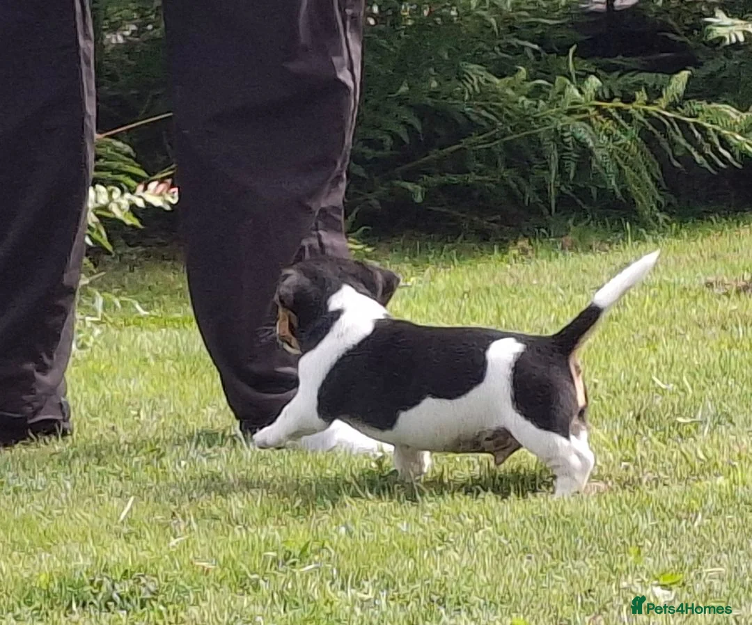 Jack Russell dogs for sale: Tri-colour Jack Russell Dog puppy - Advert 5
