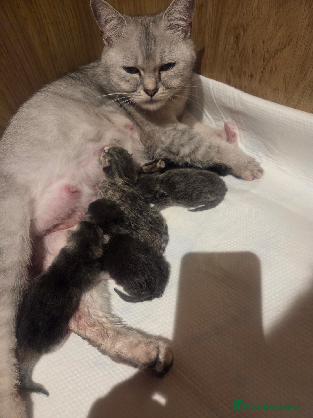 Brazilian Shorthair cats for sale: British shorthair/ domestic - Image 10
