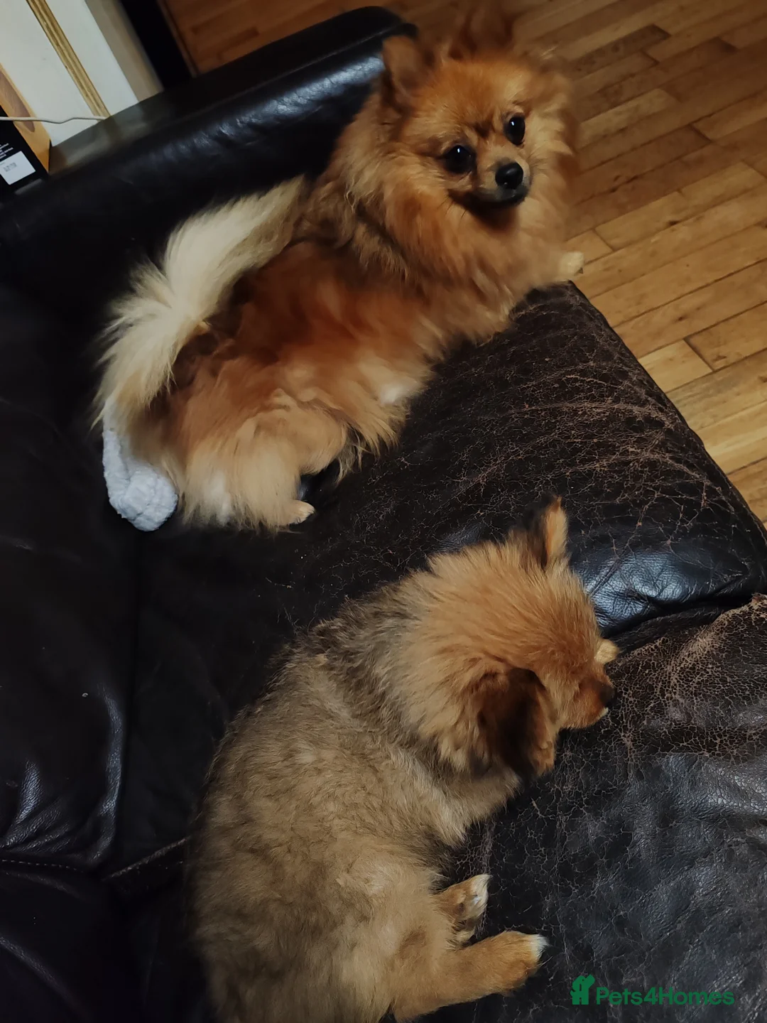 Mixed Breed dogs for sale: One puppy left  - Advert 2