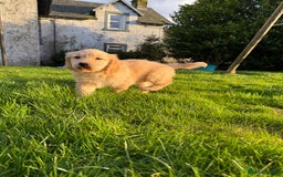Golden Retriever dogs for sale: KC Registered Golden Retrievers - Image 6