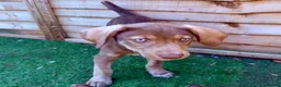 Mixed Breed dogs for sale: ❤️ READY GORGEOUS HUSKY SHEPHERD X WEIM BOY PUPPY  - Advert 3