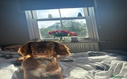 Cocker Spaniel dogs for sale: cocker spaniel  - Image 5