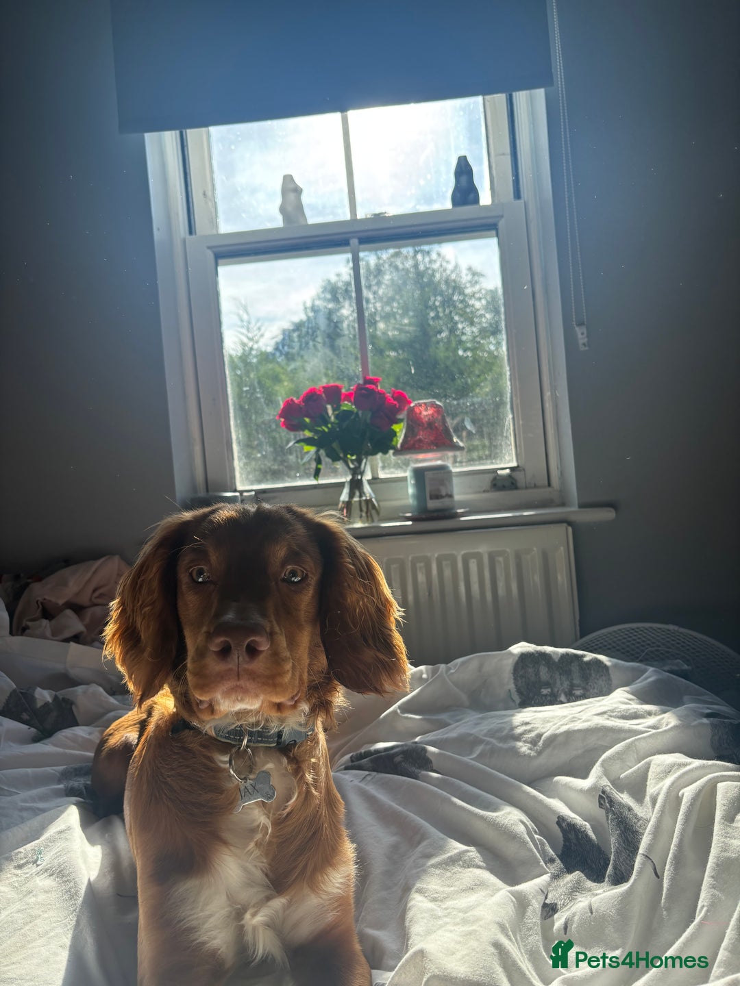 Cocker Spaniel dogs for sale: cocker spaniel  - Image 5