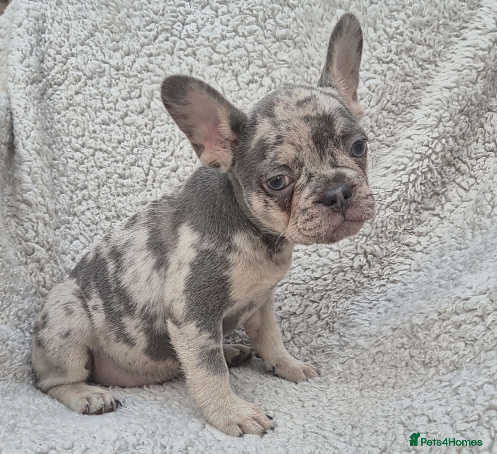 French Bulldog dogs Health Tested & Ready To Leave Reduced - Advert 2