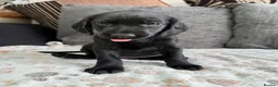 Mixed Breed dogs for sale: READY TO LEAVE NOW!  - Advert 13