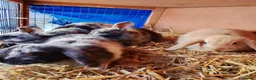 Mixed Breed rabbits for sale: Cute bunnies  in Ware - Advert 12