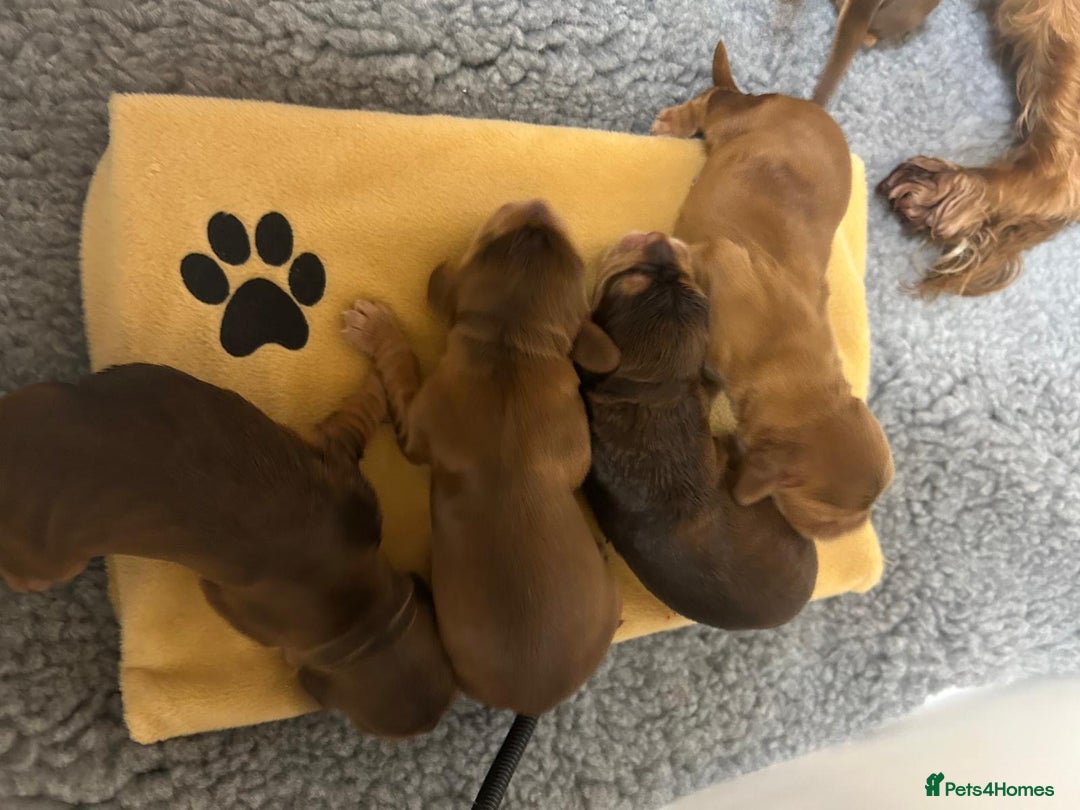 Cocker Spaniel dogs for sale: Show Cocker Spaniel Puppies - Advert 8