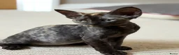 Devon Rex cats for sale: Ready July 22nd GCCF reg Devon Rex kittens - Advert 8