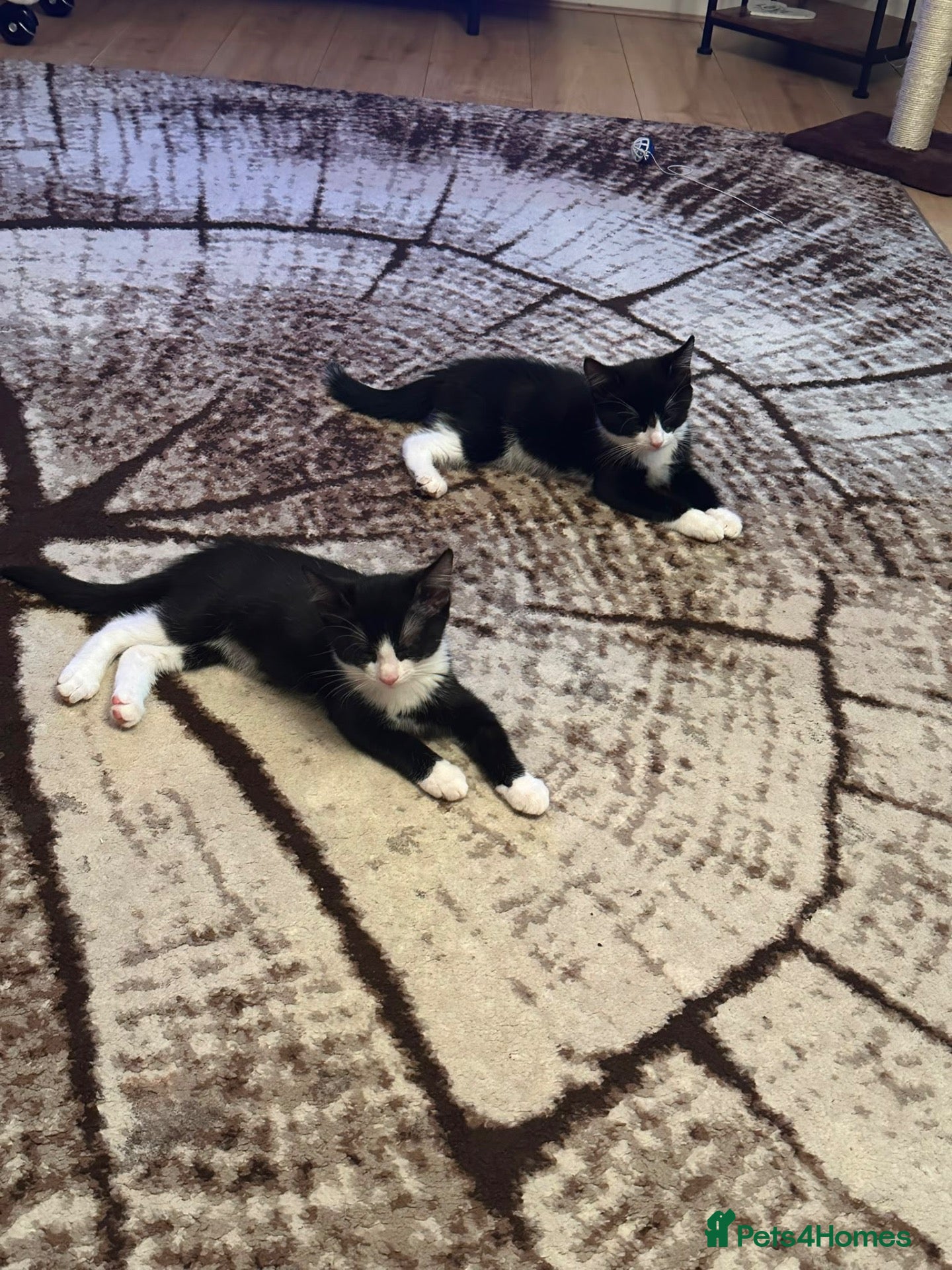Domestic Shorthair cats Twin kittens - Advert 17
