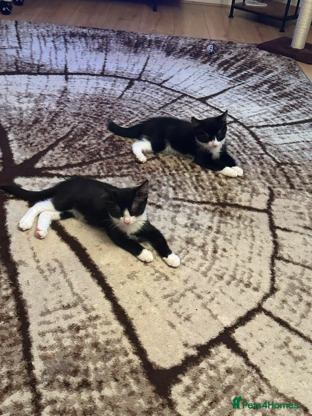 Domestic Shorthair cats for sale: Twin kittens in Sittingbourne - Advert 1