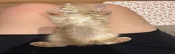 Maine Coon cats for sale: GCCF Pedigree Maine Coon kitten  - Advert 10