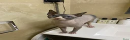 Sphynx cats for sale: Rehoming of Incredibly Bonded Trio of Sphynx Cats - Advert 7