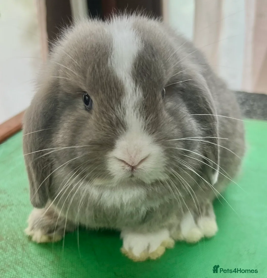Mini Lop rabbits for sale: Beautiful coloured Mini Lops - Advert 28