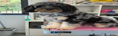 Cavachon 3