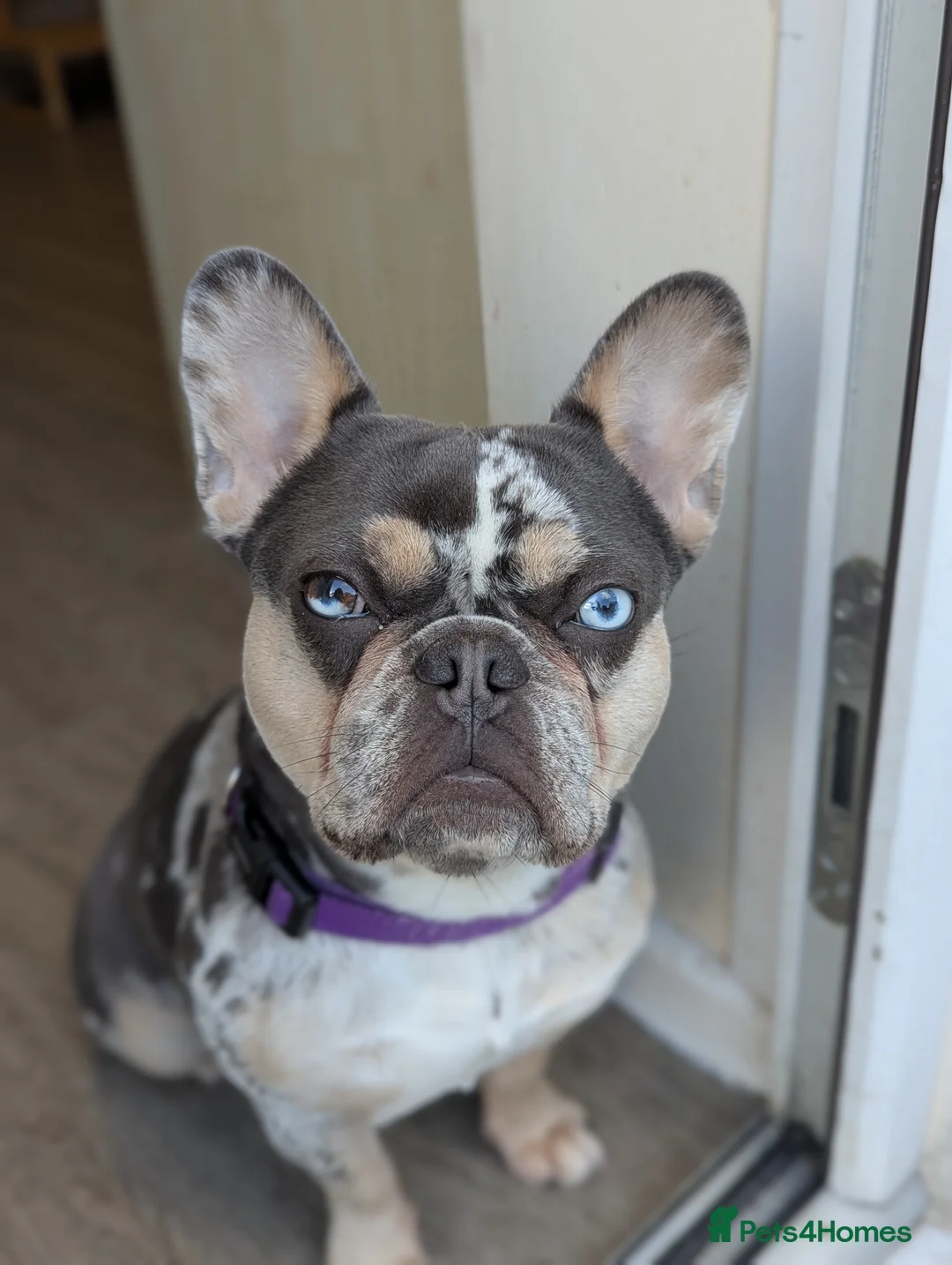 French Bulldog dogs for sale: Gorgeous 14 months old girl Frenchie. - Advert 2