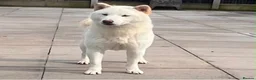 Japanese Shiba Inu dogs for sale: White Japanese Shiba Inu Boy - Advert 3