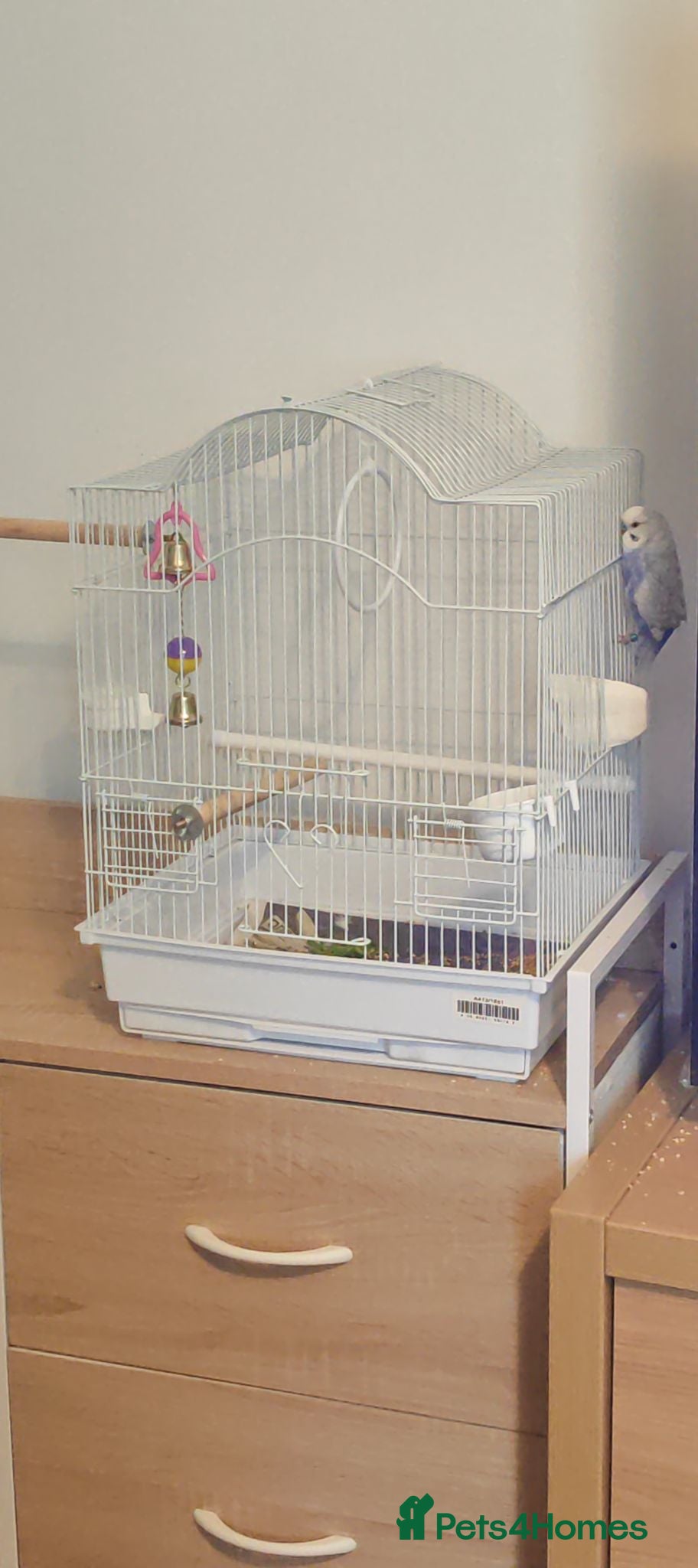 Budgerigars birds Male budgie  - Advert 2