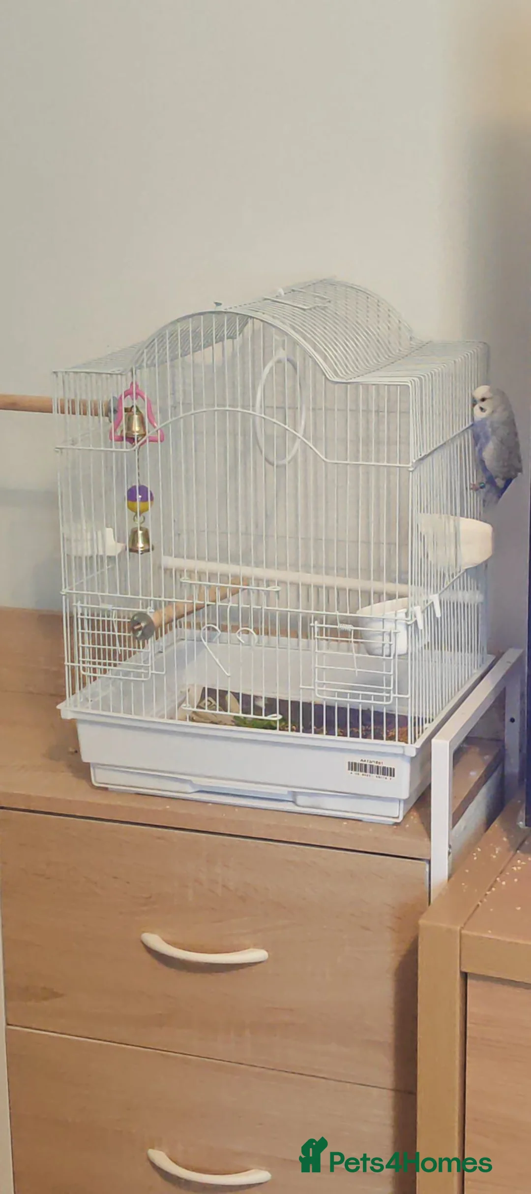 Budgerigars birds for sale: Male budgie  - Advert 1