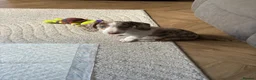 Dachshund dogs for sale: Mini dachshund  in Wigan - Advert 1