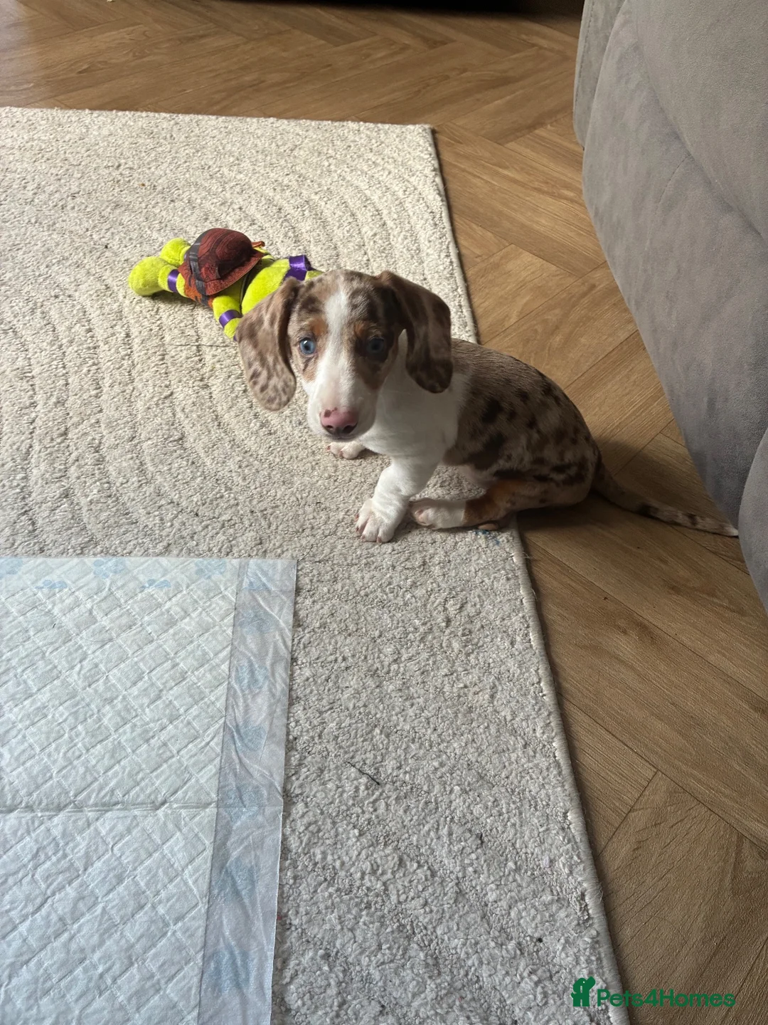 Dachshund dogs for sale: Mini dachshund  in Wigan - Advert 1