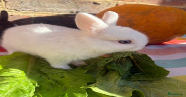 Netherland Dwarf rabbits - Advert 1