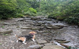 Beagle dogs for sale: Tricolour beagle  - Image 2