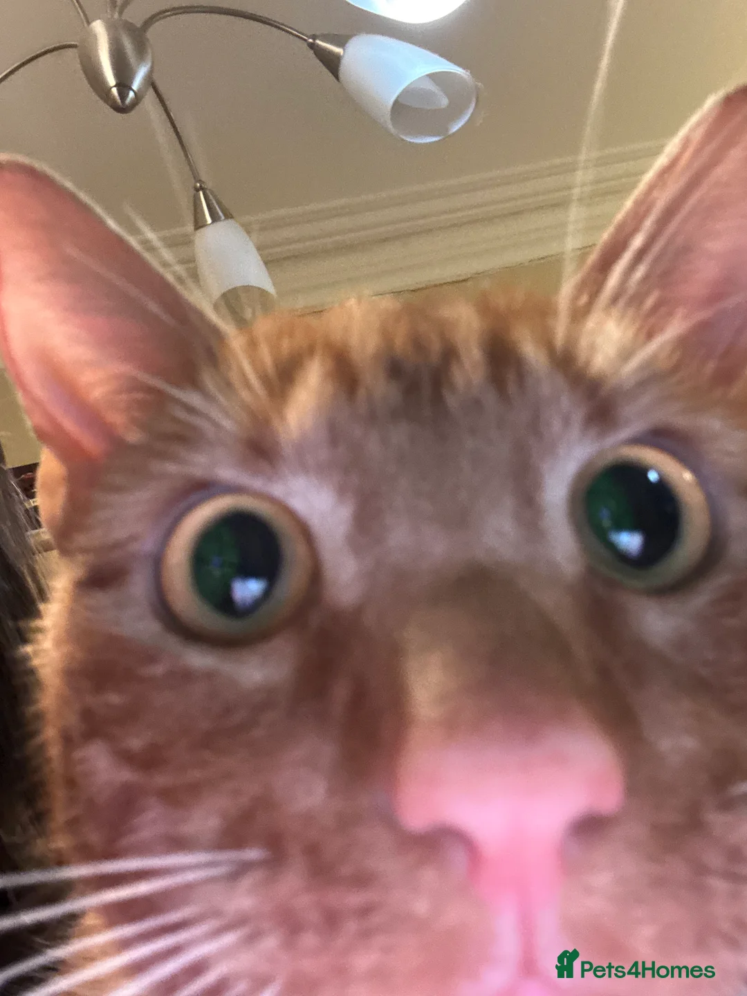 British Shorthair cats for sale: Ginger cat free to good home - Advert 2