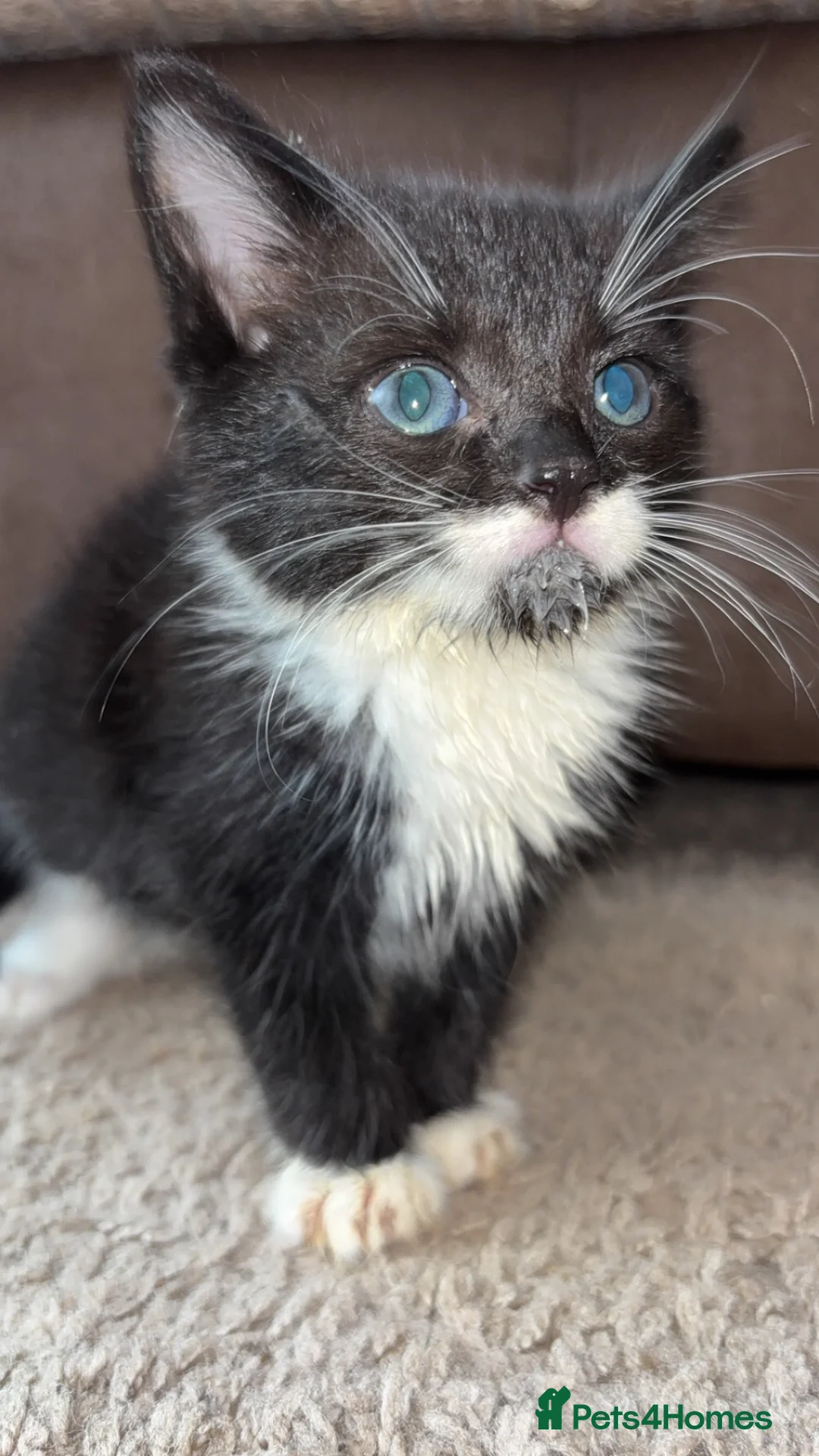 Mixed Breed cats for sale: Ready now!!! - Advert 2
